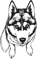 Husky dog. Hand drawn vector illustration
