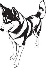 Husky dog. Hand drawn vector illustration