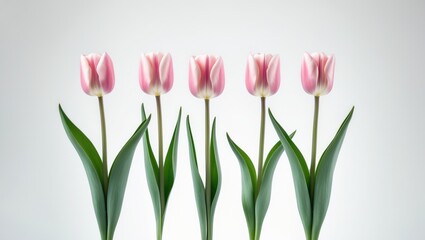 Beautiful Tulips (Lily family, Liliaceae) set against a white background, with clipping path included.