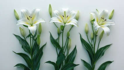 Beautiful white lilies set against a white background.