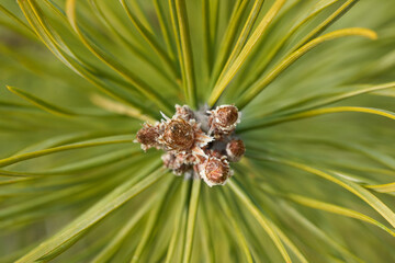 A CloseUp Image of a Pine Cone Surrounded by Needles in Its Natural Habitat Environment