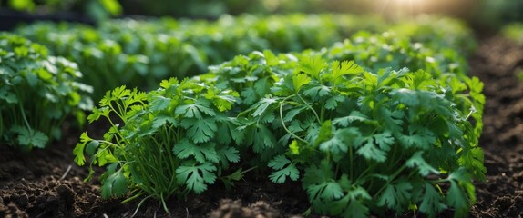 Fototapeta premium A row of healthy green coriander is developing in the garden plot
