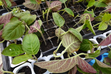 Skunk vine seedlings growing in seed tray