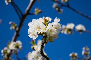 Fototapeta premium Cherry blossom in full bloom on a sunny April morning in spring