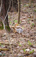 squirrel in the spring forest