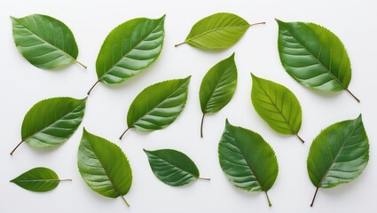 Fototapeta premium Collection of isolated cherry leaves on white backdrop with clipping path.