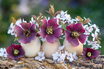 Oster-Arrangement mit Eiern dekoriert mit lila Lenzrosen (Helleborus orientalis) und...