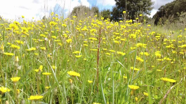 Yellow dandelion (Taraxacum officinale) wildflowers blooming in a green meadow during a sunny day. Ayegui, navarre, spain