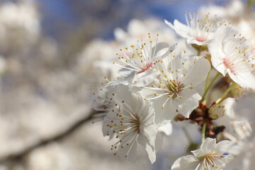 cherry tree blossom