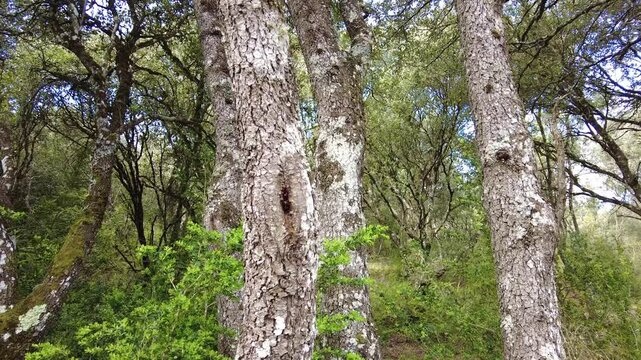 Sunlight filters through the canopy of a dense forest of mature oak trees. Ayegui, navarre, spain