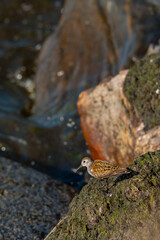 Small bird standing on a moss-covered rock by the edge of the water. The bird is a Dunlin (Calidris alpina), a common shorebird in Estonia. Rocky shore and gently rippling waterin the background