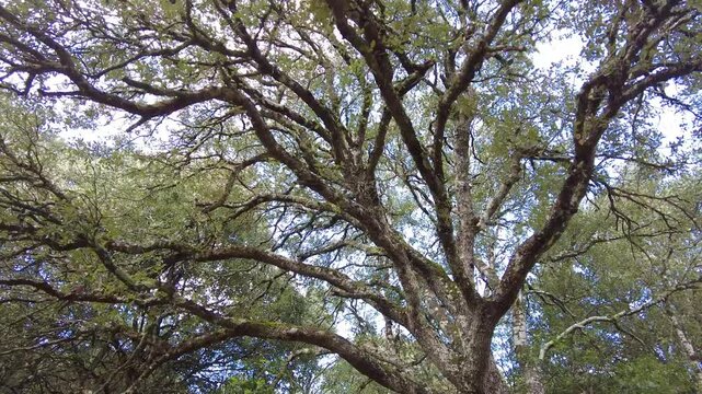 Sunlight filters through the intricate branches of a majestic oak tree, creating a mesmerizing display of nature's artistry. Ayegui, navarre, spain