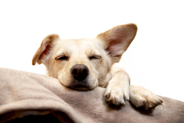 a pretty little beige mongrel dog is lying and sleeping