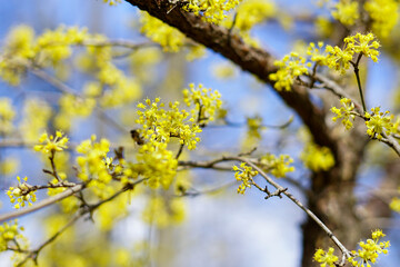 Yellow Blossoms on Tree Branches