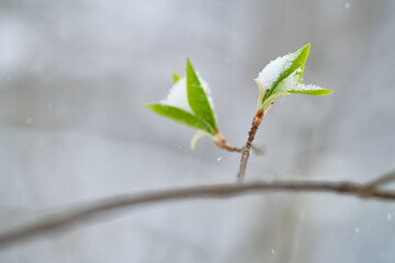 Extreme weather. Cold spring day, snow lies on a young blooming leaves. Shallow depth of field
