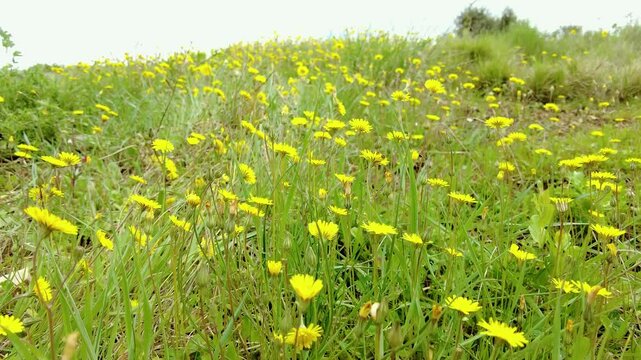 Yellow dandelion (Taraxacum officinale) flowers field covering a green hill under blue sky. Ayegui, navarre, spain