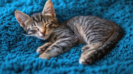 A peaceful tabby kitten sleeping soundly on a vibrant blue textured blanket in a cozy setting