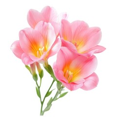 Naklejka premium Pink freesia floral blossom petals bloom spring flower beauty nature isolated on white background