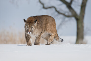 A majestic cougar moves stealthily through a snowy landscape, its focused gaze and powerful posture capturing the raw beauty and intensity of wildlife in winter.