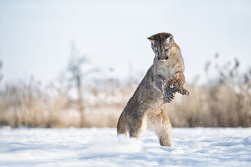 A majestic cougar moves stealthily through a snowy landscape, its focused gaze and powerful posture capturing the raw beauty and intensity of wildlife in winter.