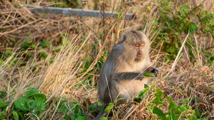 Ein Affe in Vietnam begutachtet ein Blatt