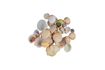 sea ​​shells without background
