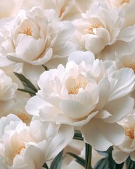 Fototapeta premium Elegant White Peonies Blooming in a Sunlit Garden Setting