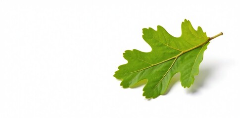 A single leaf from an oak tree isolated on white, background,