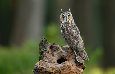 Long eared owl ( Asio otus ) close up