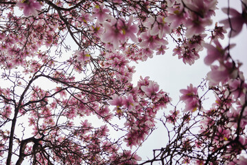 The blooming magnolia tree