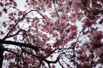 The blooming magnolia tree