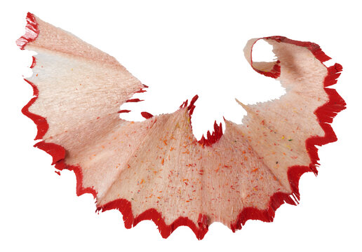 Curled red pencil shaving on isolated background. Close up