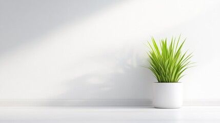 A green potted plant sitting on a white shelf against a minimalist white wall, natural light casting soft shadow, and modern interior design concept.