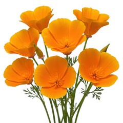 Obraz premium A vibrant display of california poppies in full bloom against a clean white background 