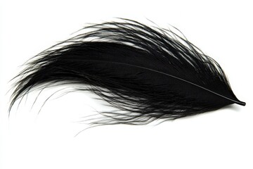 Black feather isolated on a white background