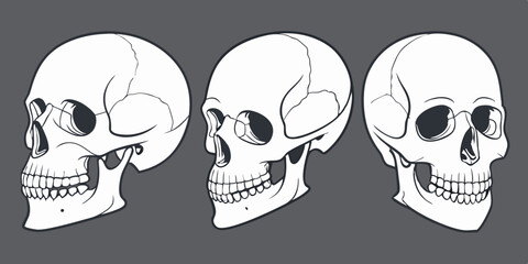 Three White Medical Anatomical Skulls Vector Line Art Side View Skeleton Illustration