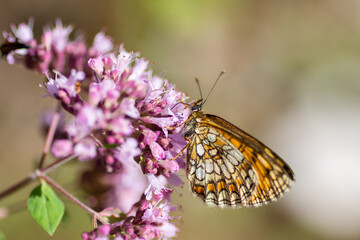 Obraz premium A mother-of-pearl butterfly on a pink flower