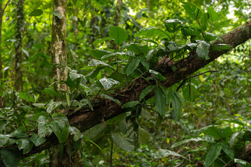 Fototapeta premium Lush green jungle with dense trees and plants in a tropical environment