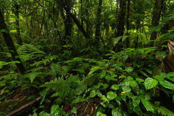 Lush green jungle with dense trees and plants in a tropical environment