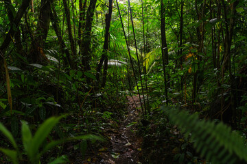 Lush green jungle with dense trees and plants in a tropical environment