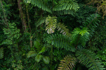 Lush green jungle with dense trees and plants in a tropical environment