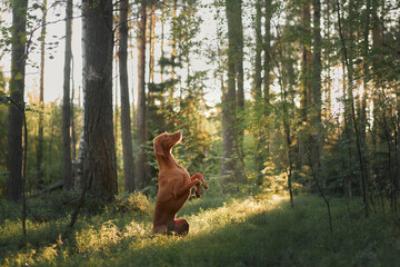 A Hungarian Viszla dog by tall trees in a forest. The dynamic pose adds a sense of curiosity and adventure to the serene natural setting. © Anna Averianova