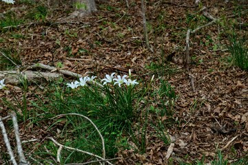 wild lilys