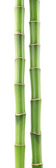 Beautiful green bamboo stems isolated on white