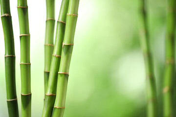 Fototapeta premium Green bamboo stems on blurred background, closeup. Space for text