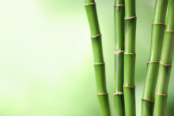 Fototapeta premium Green bamboo stems on blurred background, closeup. Space for text
