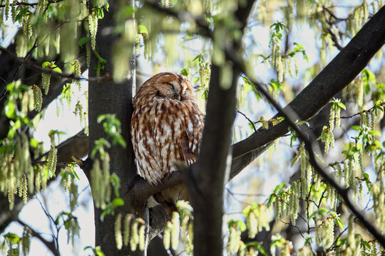 Tawny owl (Strix aluco) resting on a tree branch in spring forest, surrounded by blooming catkins and fresh green leaves, peaceful wildlife scene in natural habitat