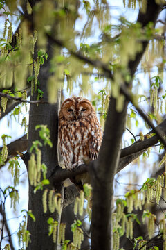 Tawny owl (Strix aluco) resting on a tree branch in spring forest, surrounded by blooming catkins and fresh green leaves, peaceful wildlife scene in natural habitat