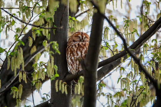 Tawny owl (Strix aluco) resting on a tree branch in spring forest, surrounded by blooming catkins and fresh green leaves, peaceful wildlife scene in natural habitat