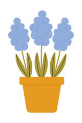 Three blue hyacinths in an orange pot, vector illustration isolated on white. Ideal for spring decor, floral art, garden design.